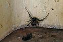 Latrodectus_hasselti_D3587_Z_78_Nyang Station_Australie